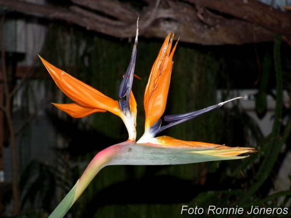 Papegojblomma (Strelitzia reginae)